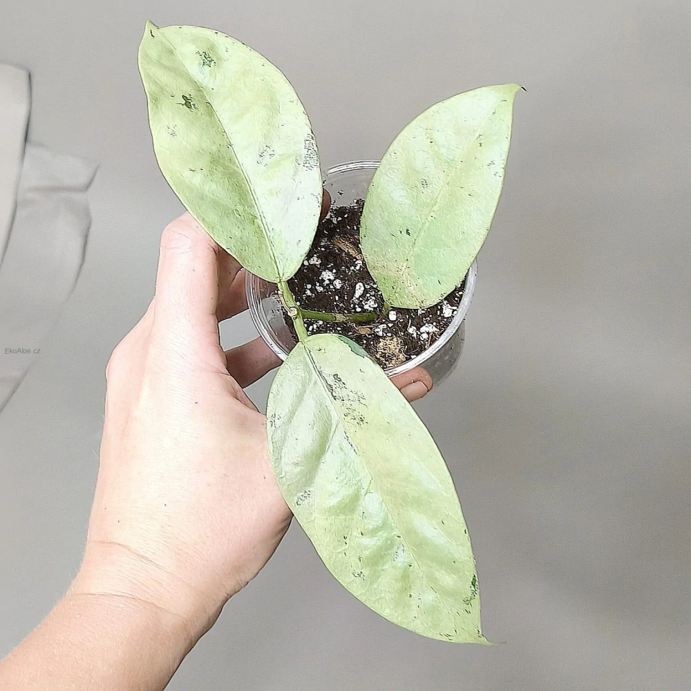 Hoya Coriacea Silver