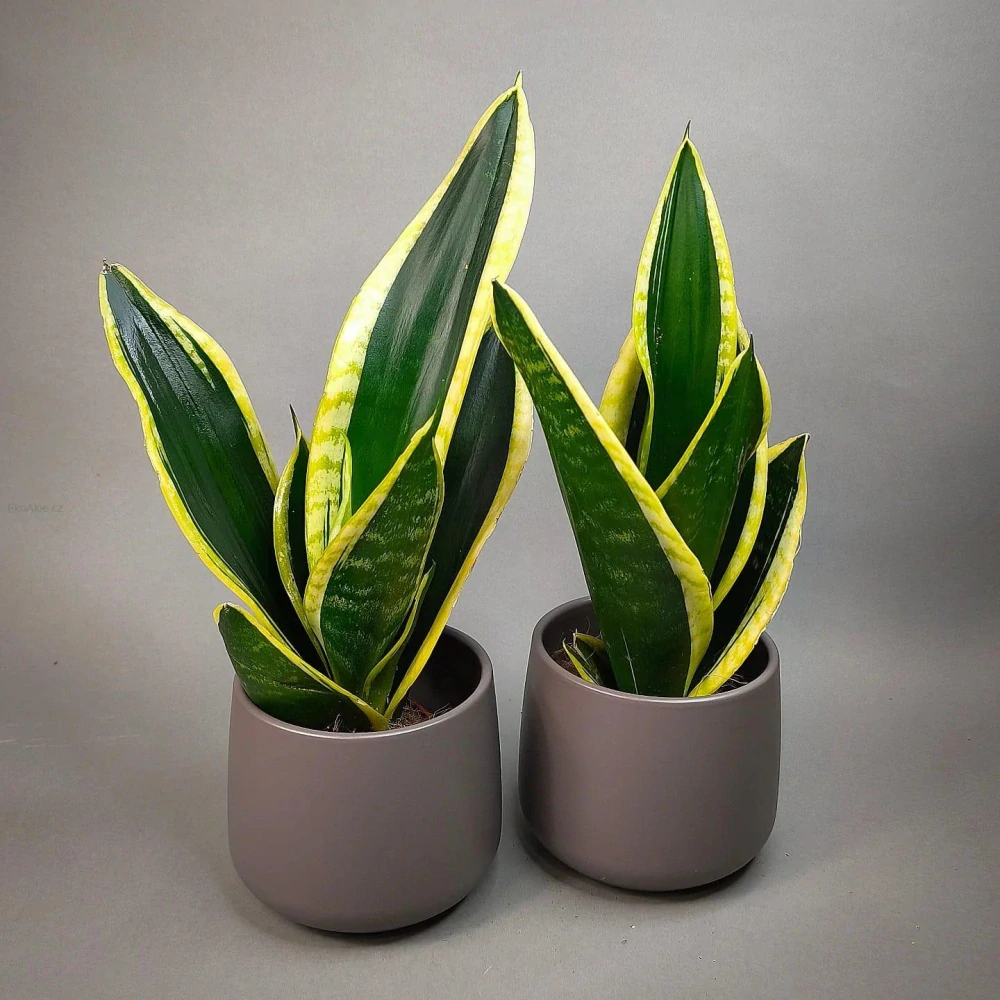 Sansevieria Black Gold