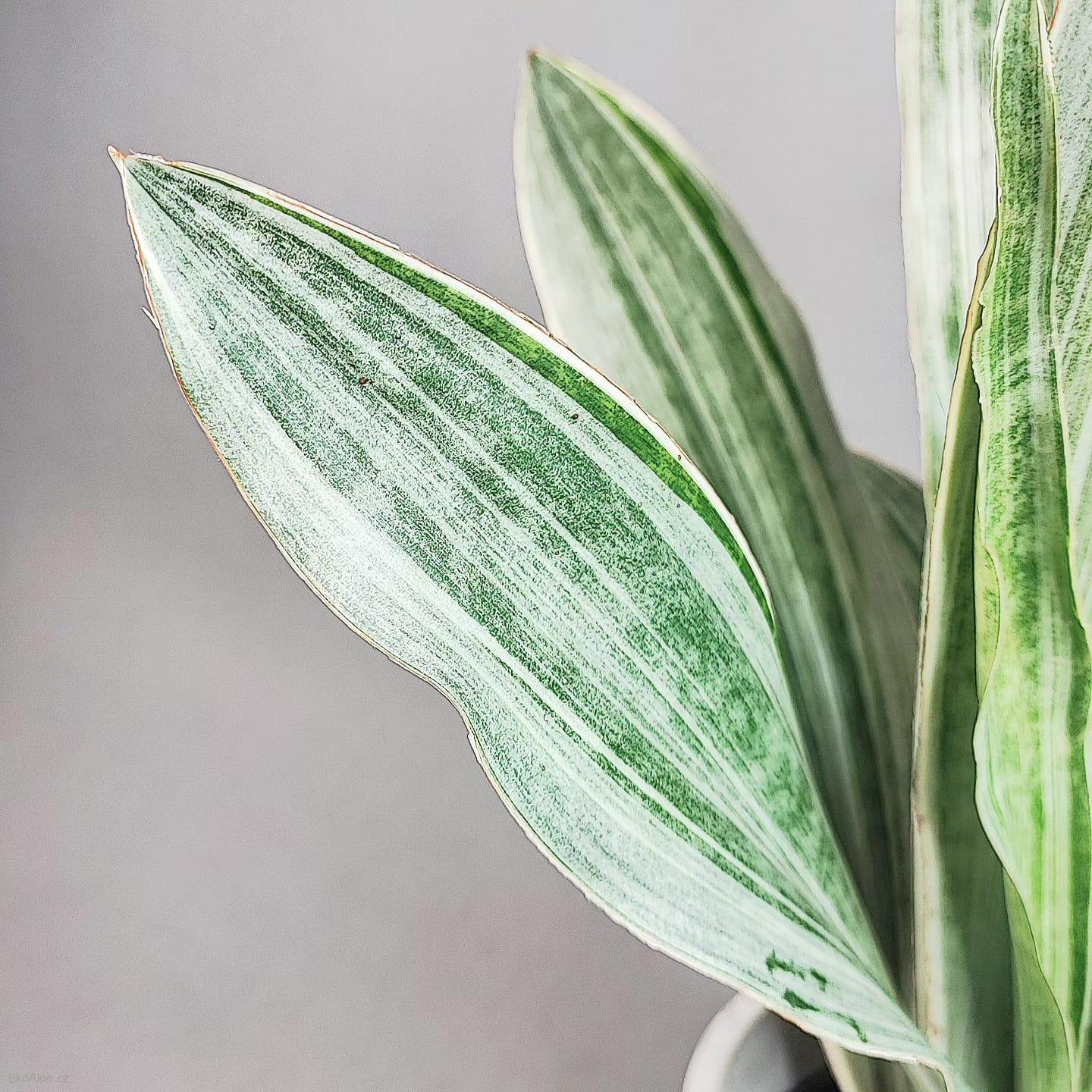 Sansevieria aubrytniana Silver Metallica