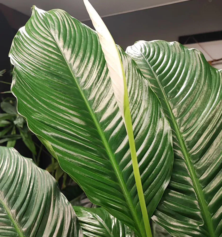 Spathiphyllum Sebastiano XXL