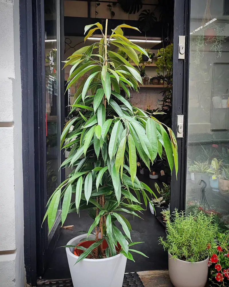 Ficus binnendjikii Amstel King XL