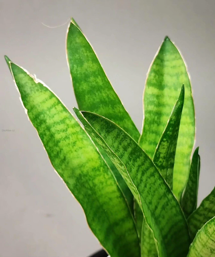Sansevieria zeylanica Greenline