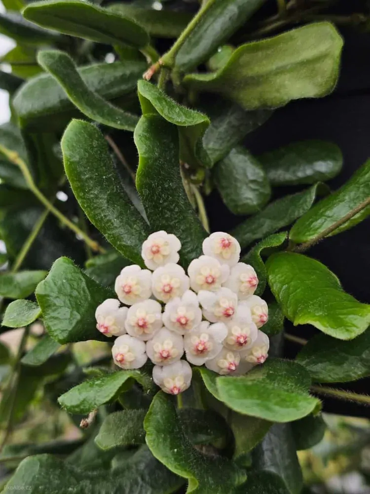 Hoya rotundiflora