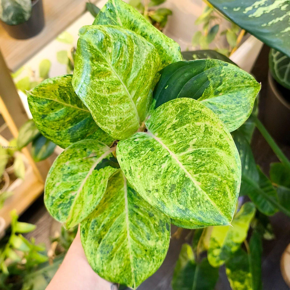 Aglaonema commutatum Apple fantasy