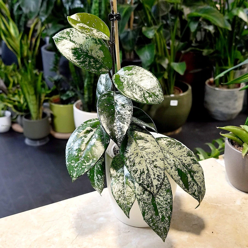 Hoya carnosa silver splash