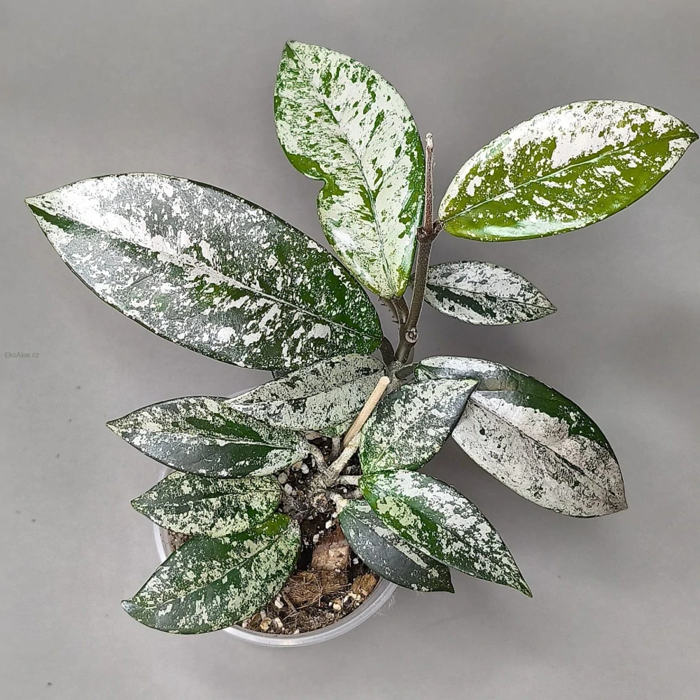 Hoya carnosa silver splash