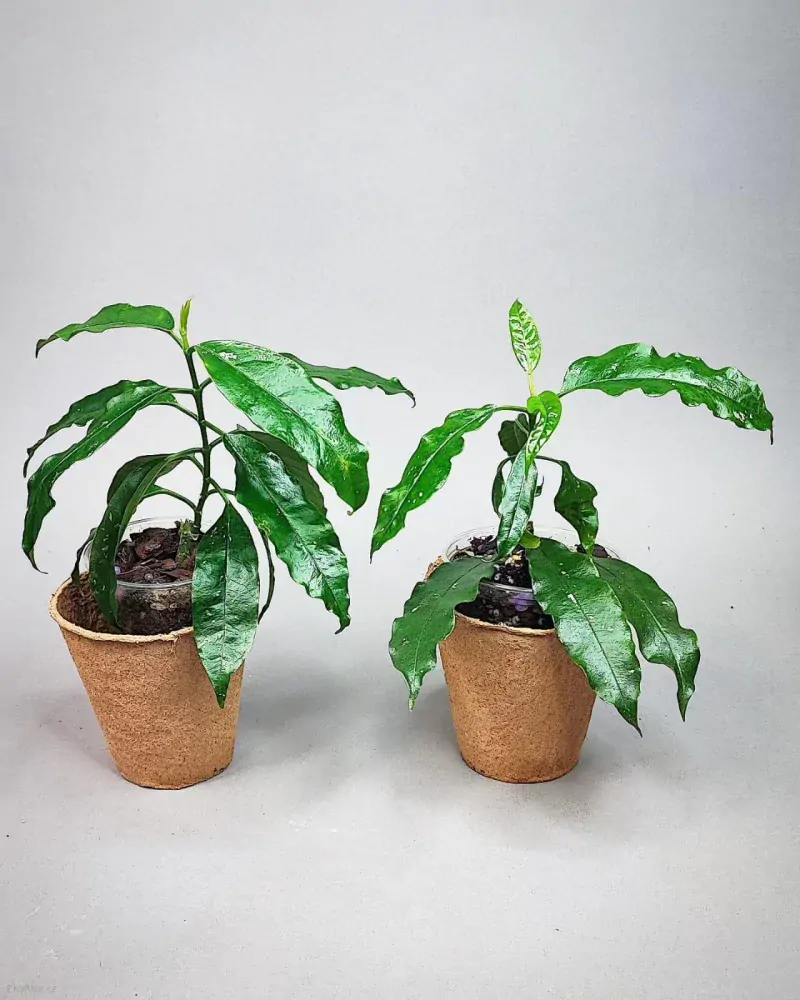 Hoya lockii