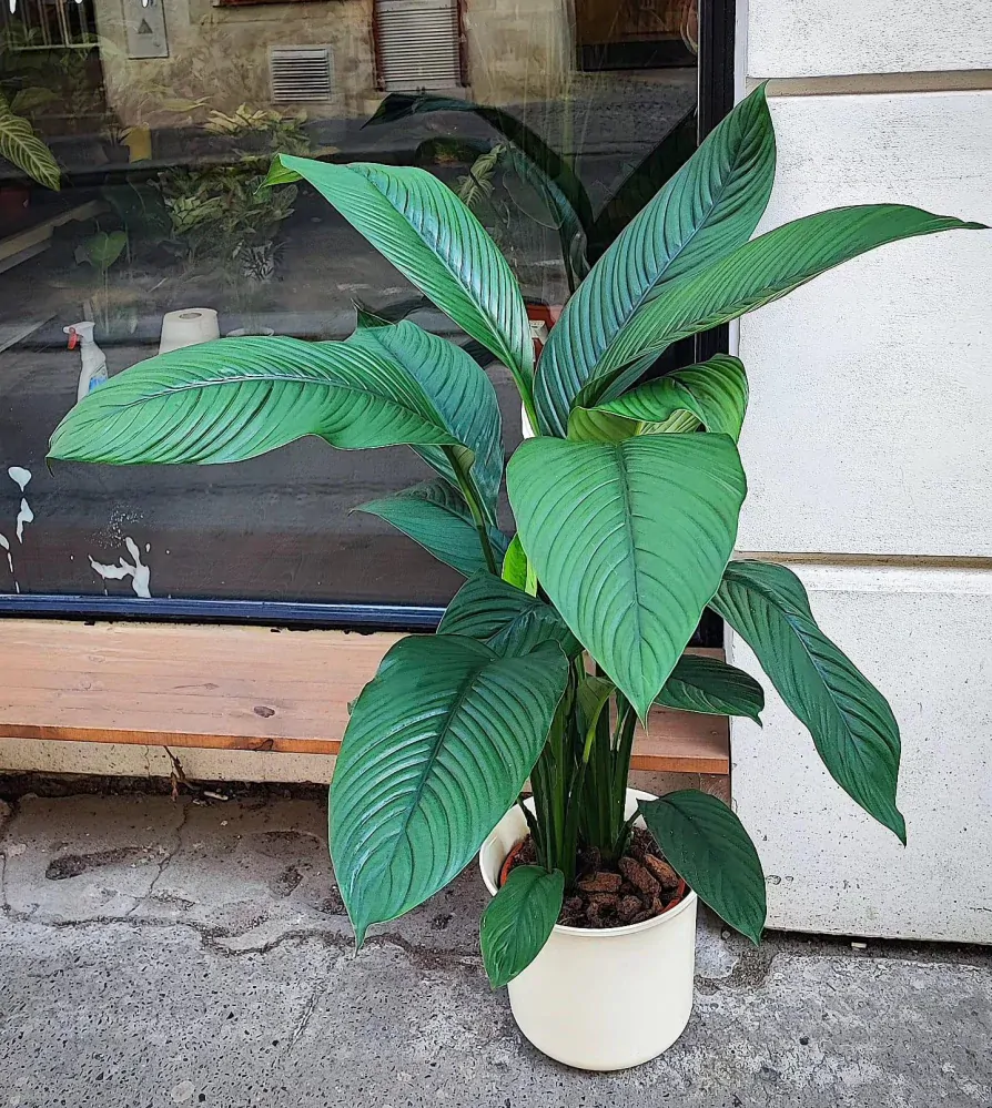 Spathiphyllum Sensation XXL