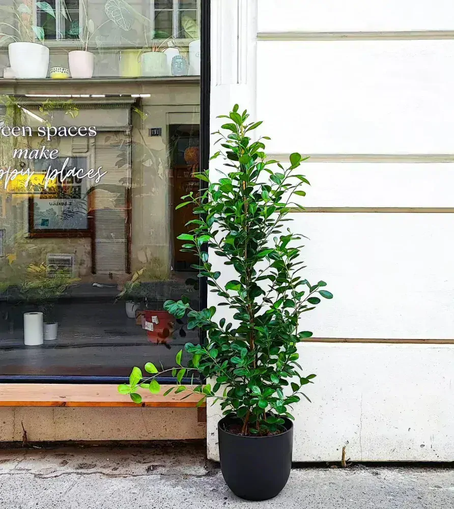 Ficus microcarpa Moclame