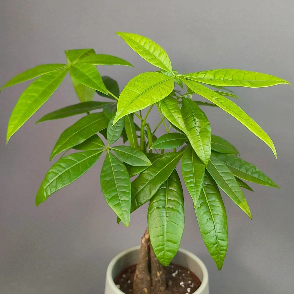 Pachira aquatica