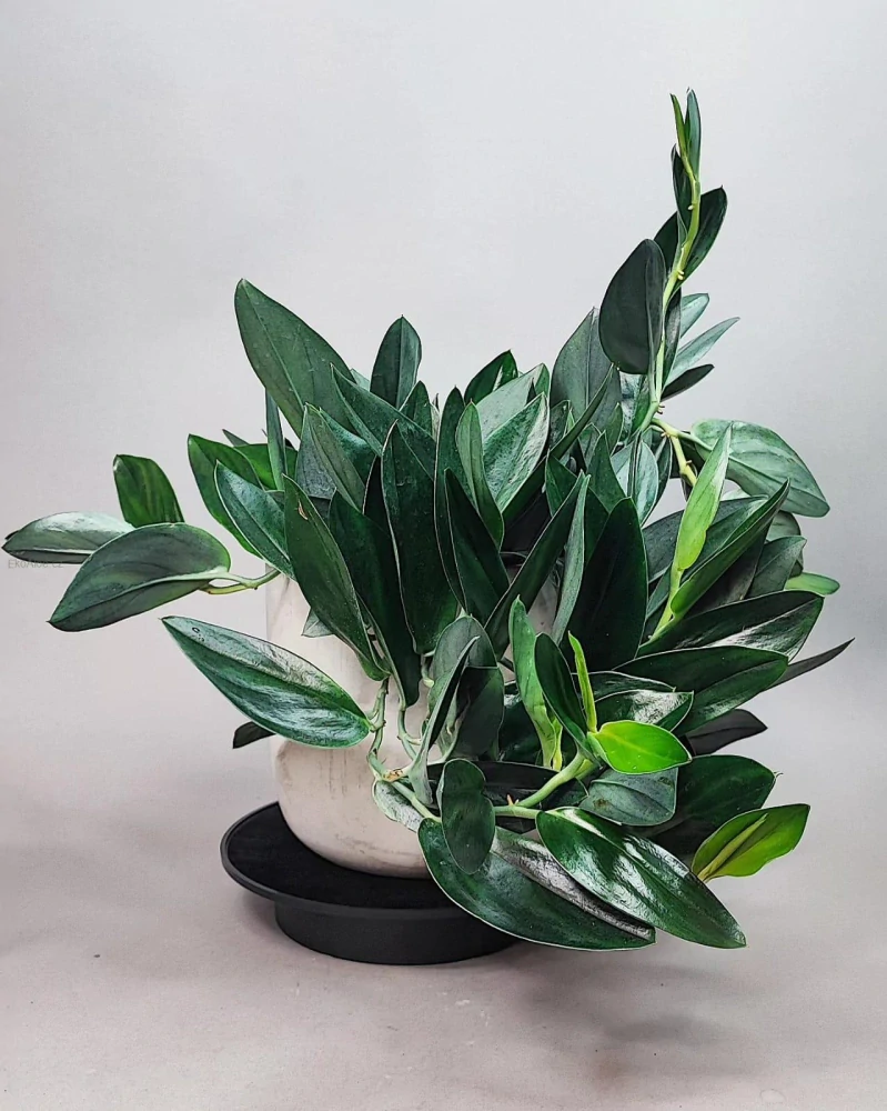 Scindapsus treubi Dark Form