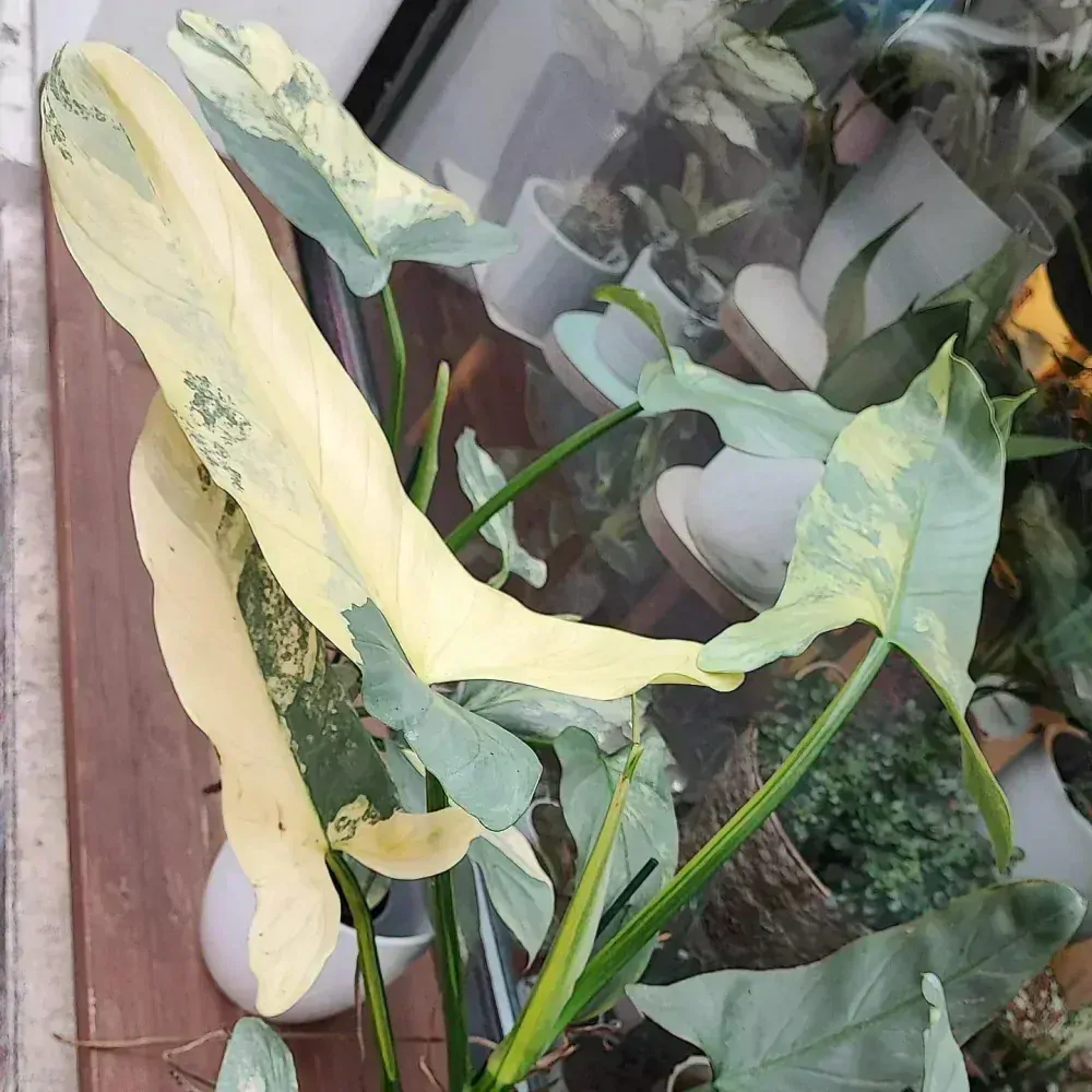 Philodendron Hastatum variegata řízek k zakořenění