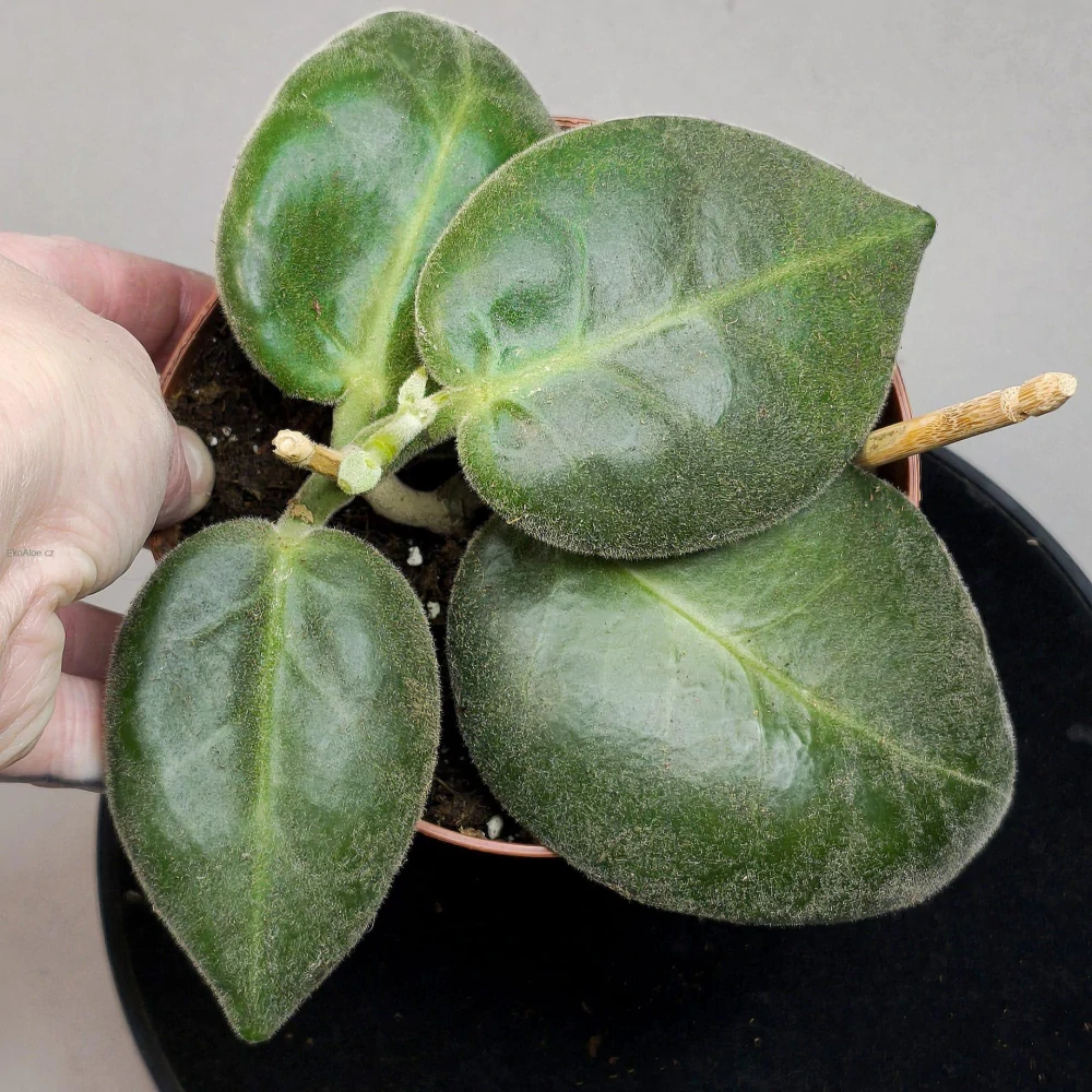 Hoya Calycina Stargazer.