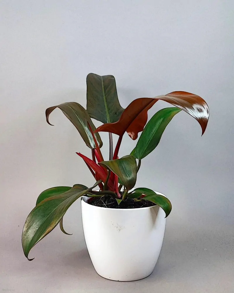 Philodendron Florida Bronze
