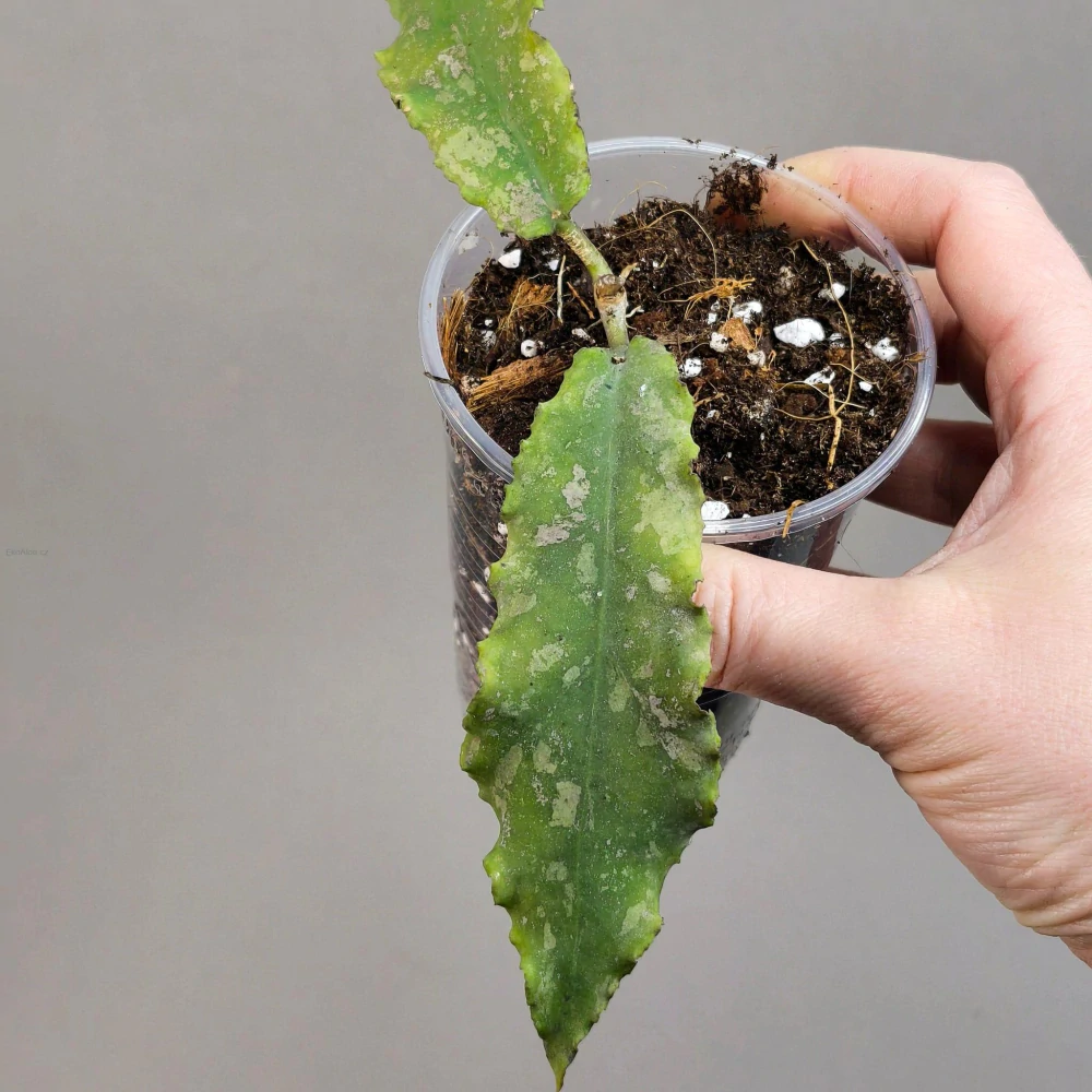 Hoya Undulata Splash