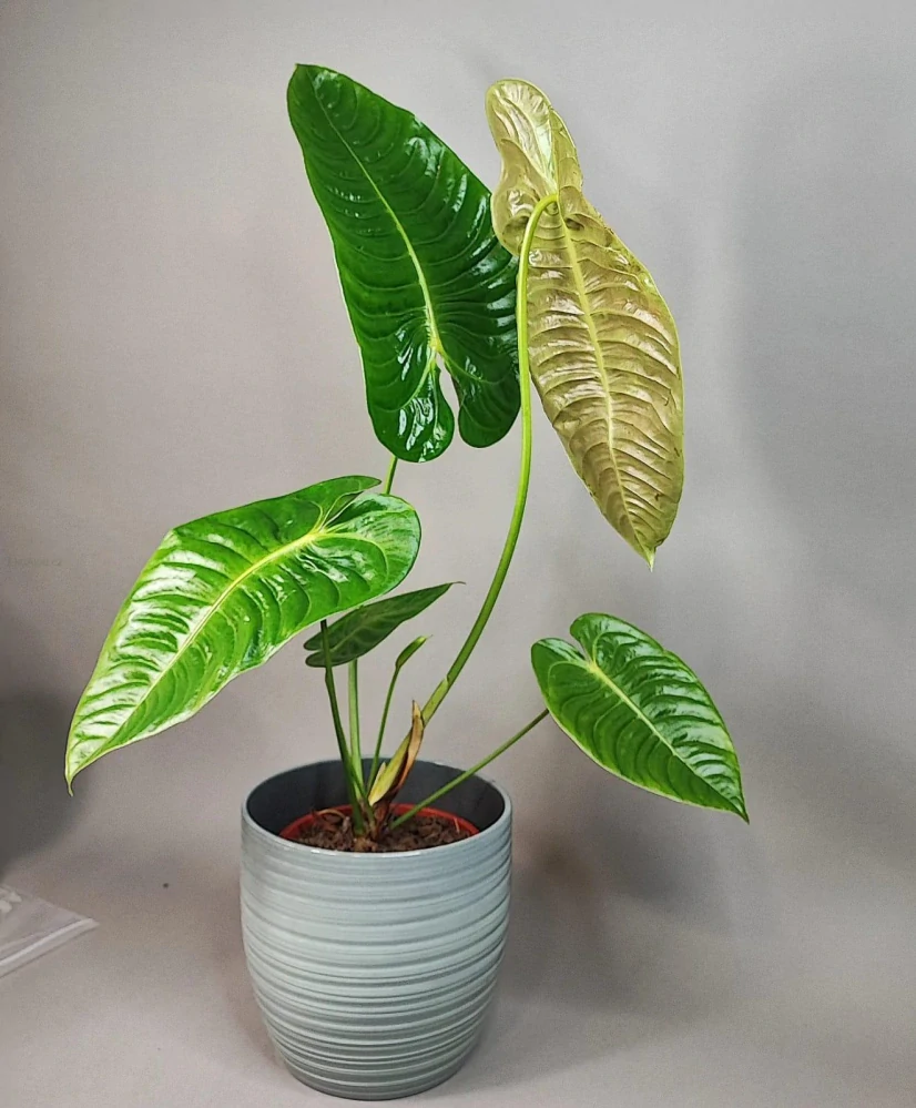 Anthurium veitchii 