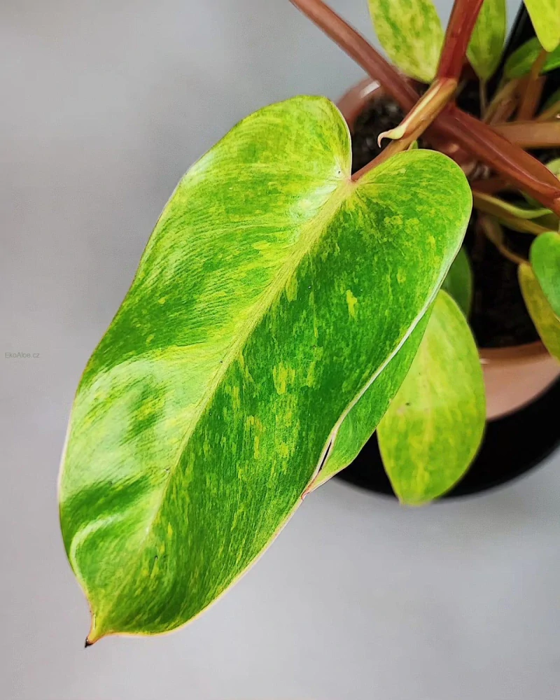 Philodendron Painted Lady