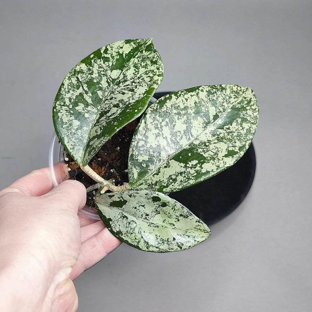 Hoya carnosa Freckles