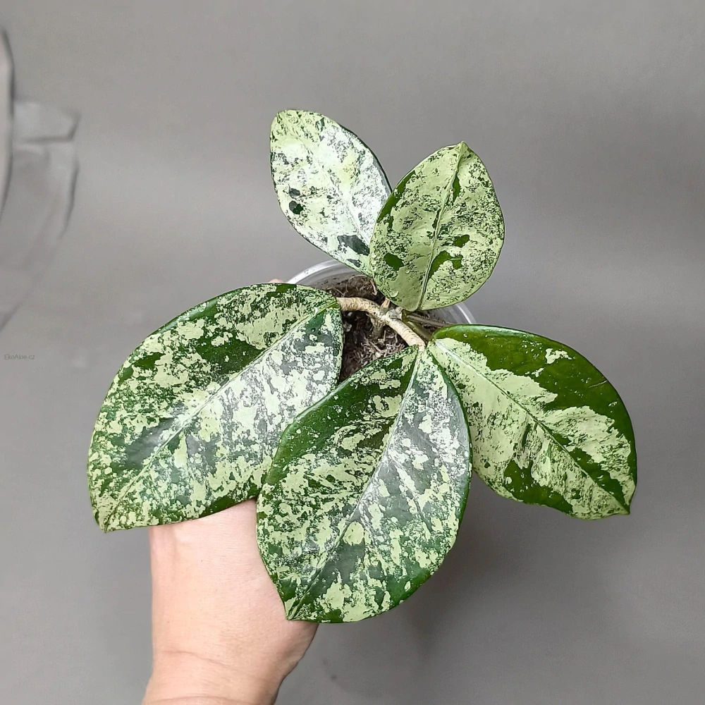 Hoya carnosa Freckles