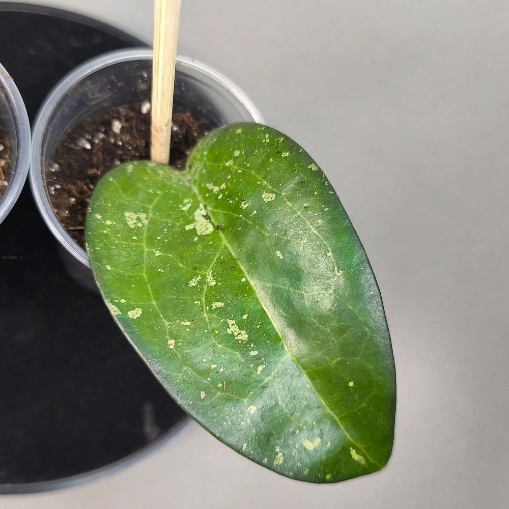 Hoya vitellina splash 