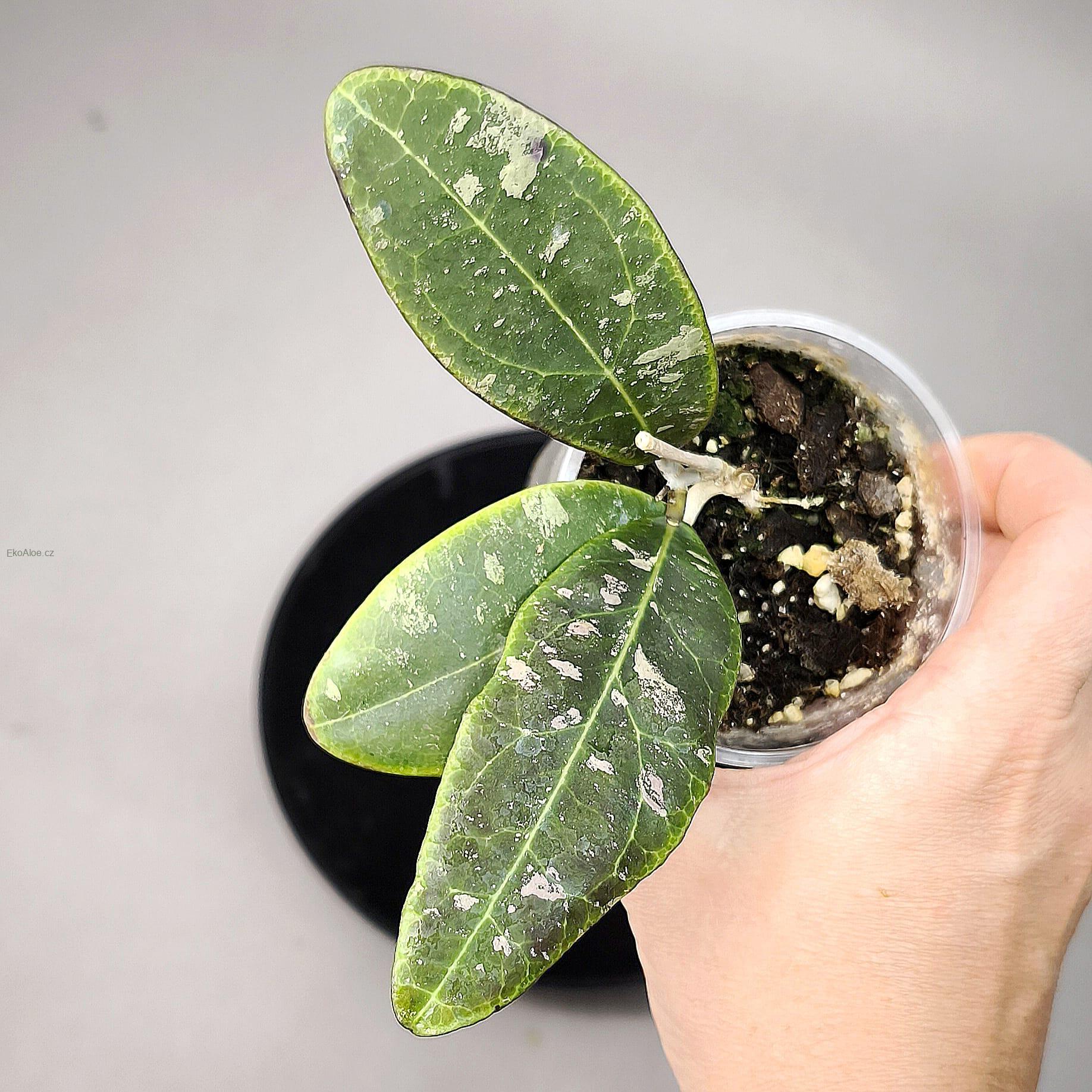 Hoya rintzii Borneo
