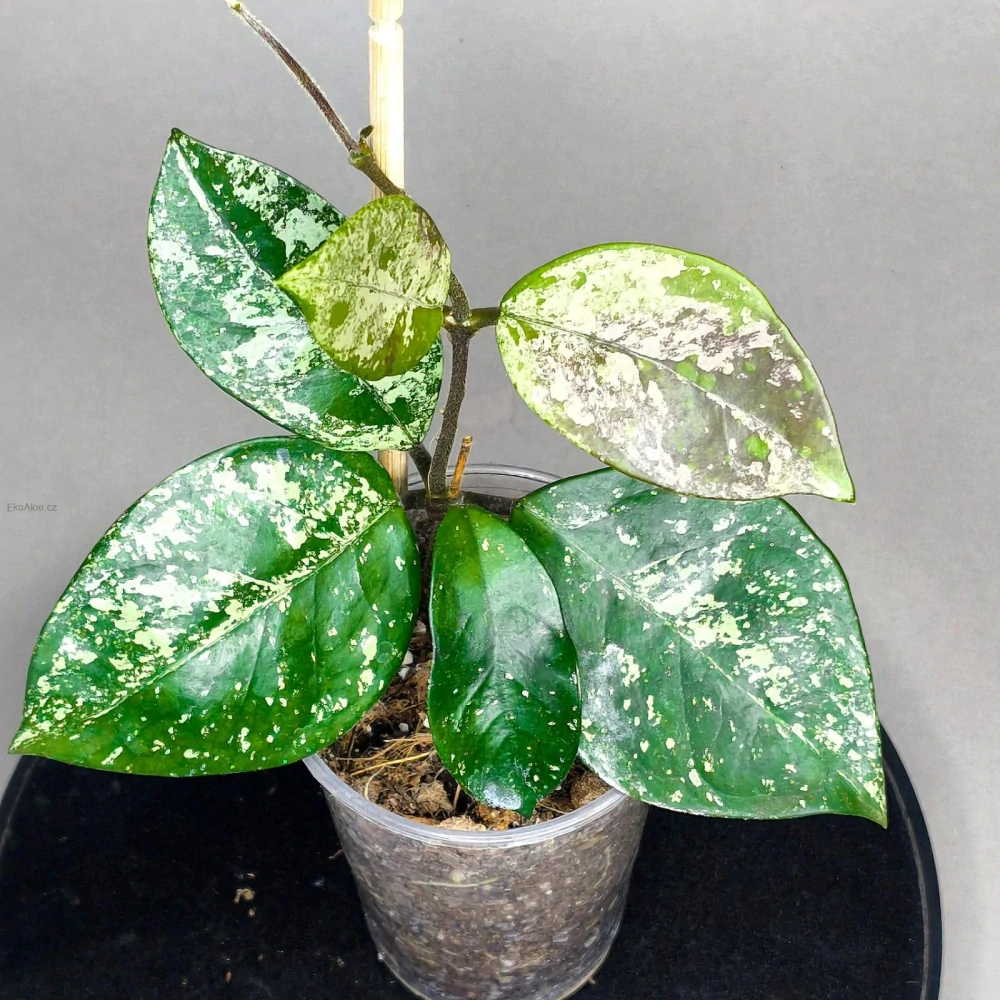 Hoya carnosa round leaf splash