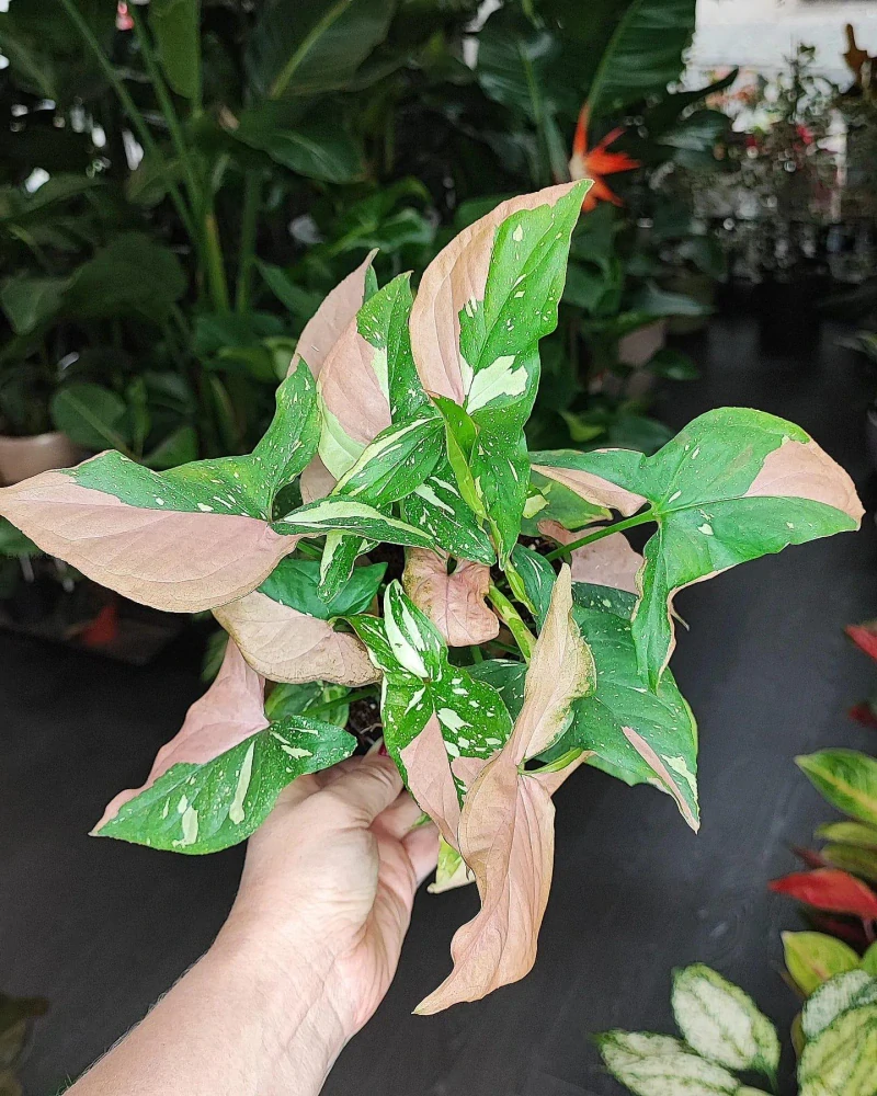 Syngonium Red Spot Tricolor