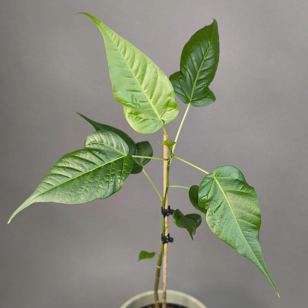 Ficus religiosa