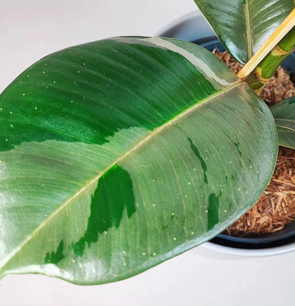 Ficus elastica Pink camouflage