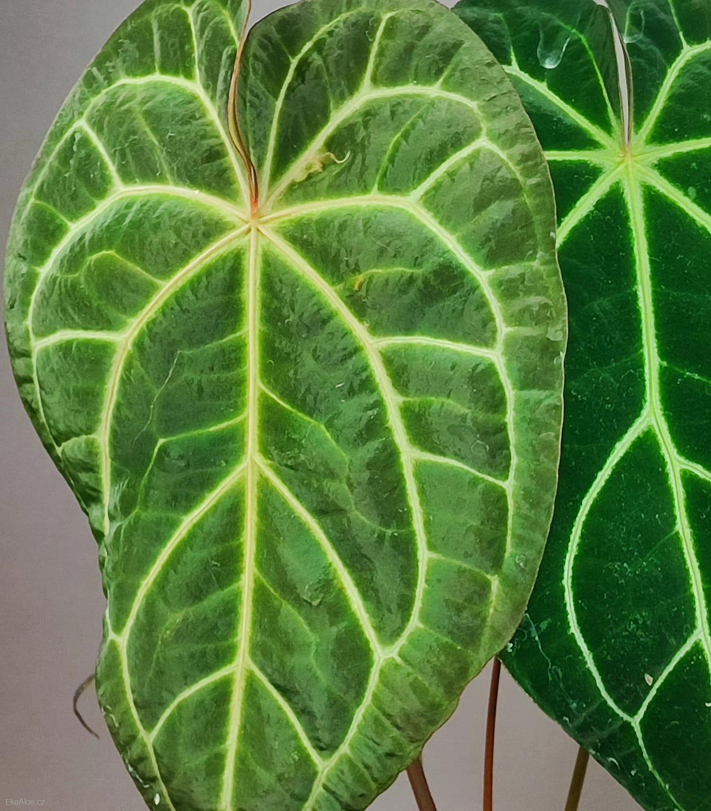 Anthurium Regale x Crystallinum XL