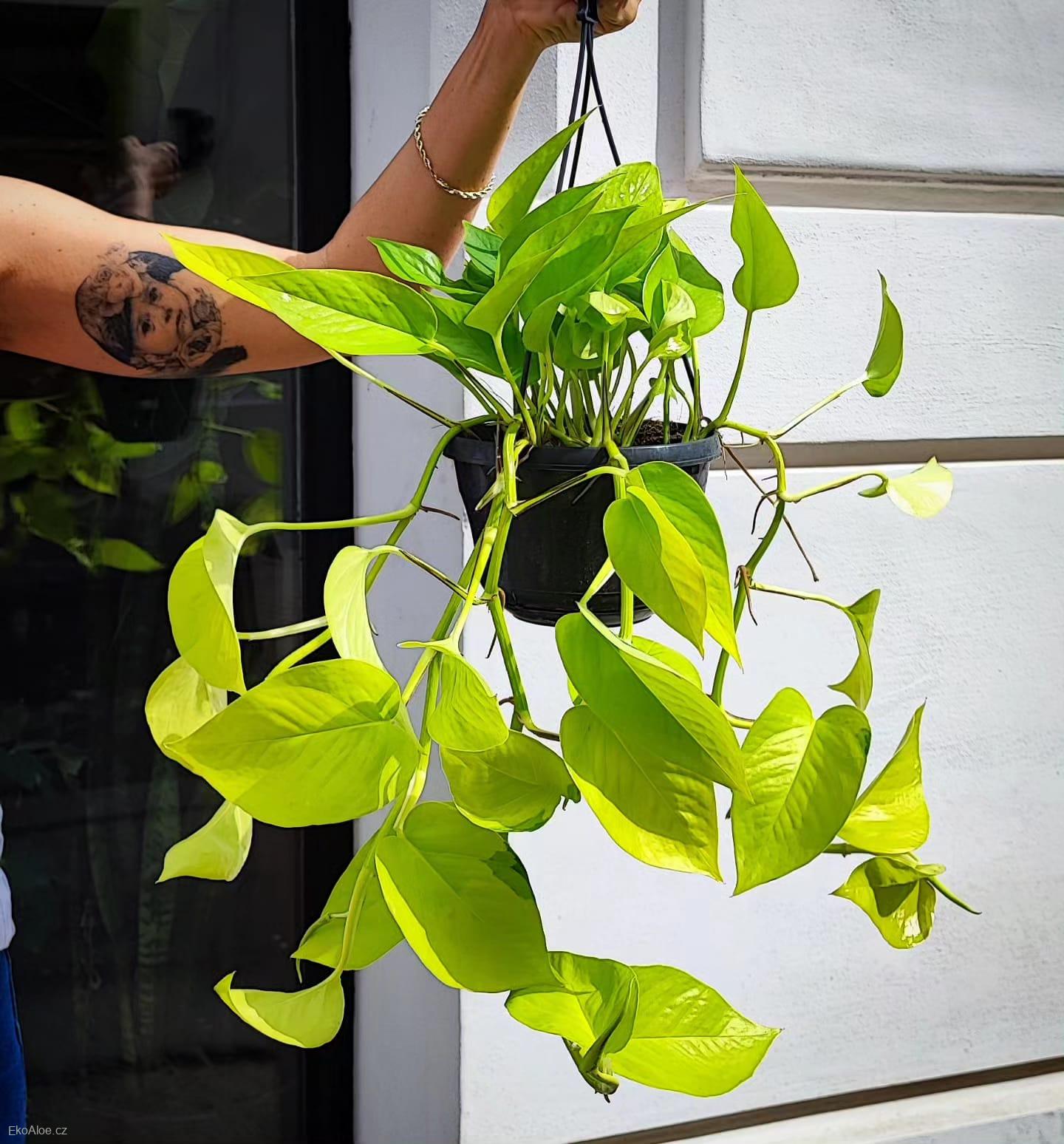 Epiprrmnum aureum Neon XL