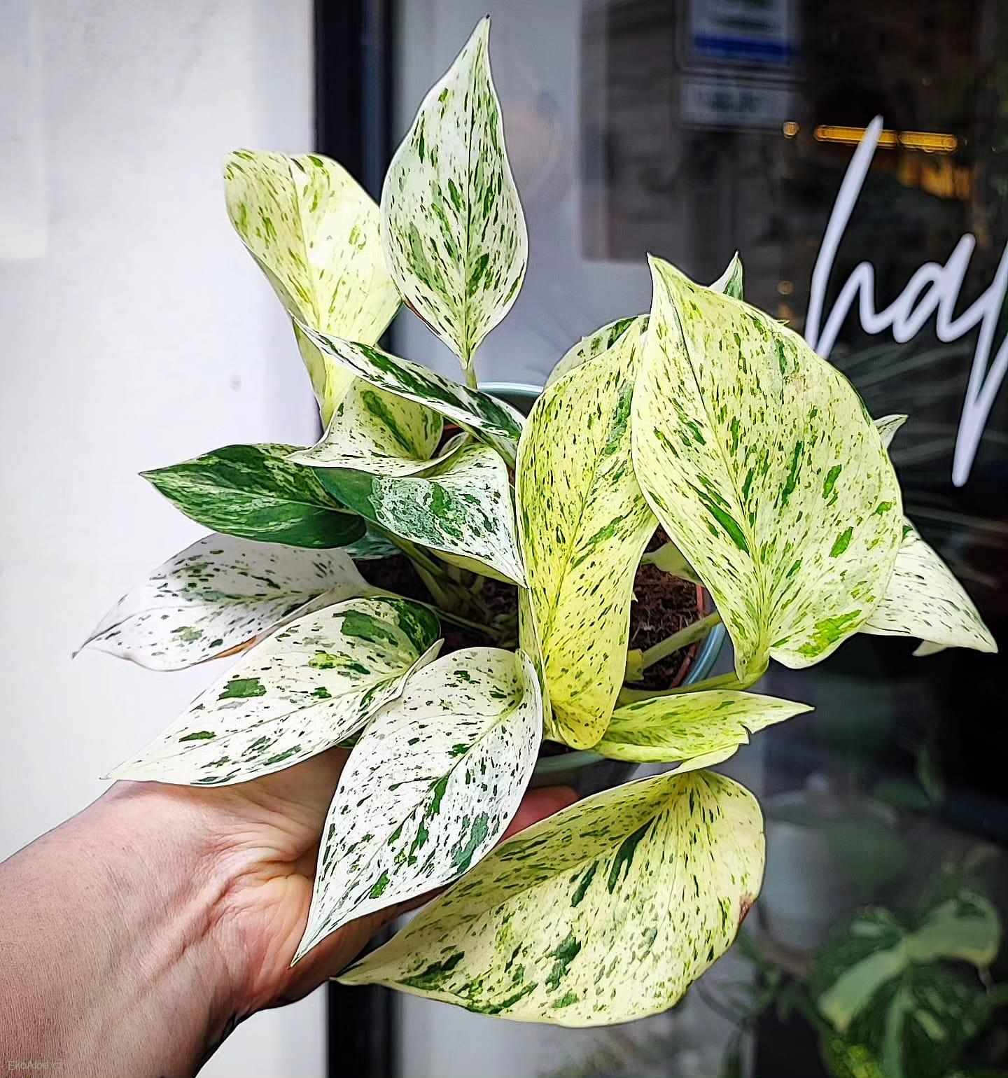 Epipremnum aureum Snow Queen
