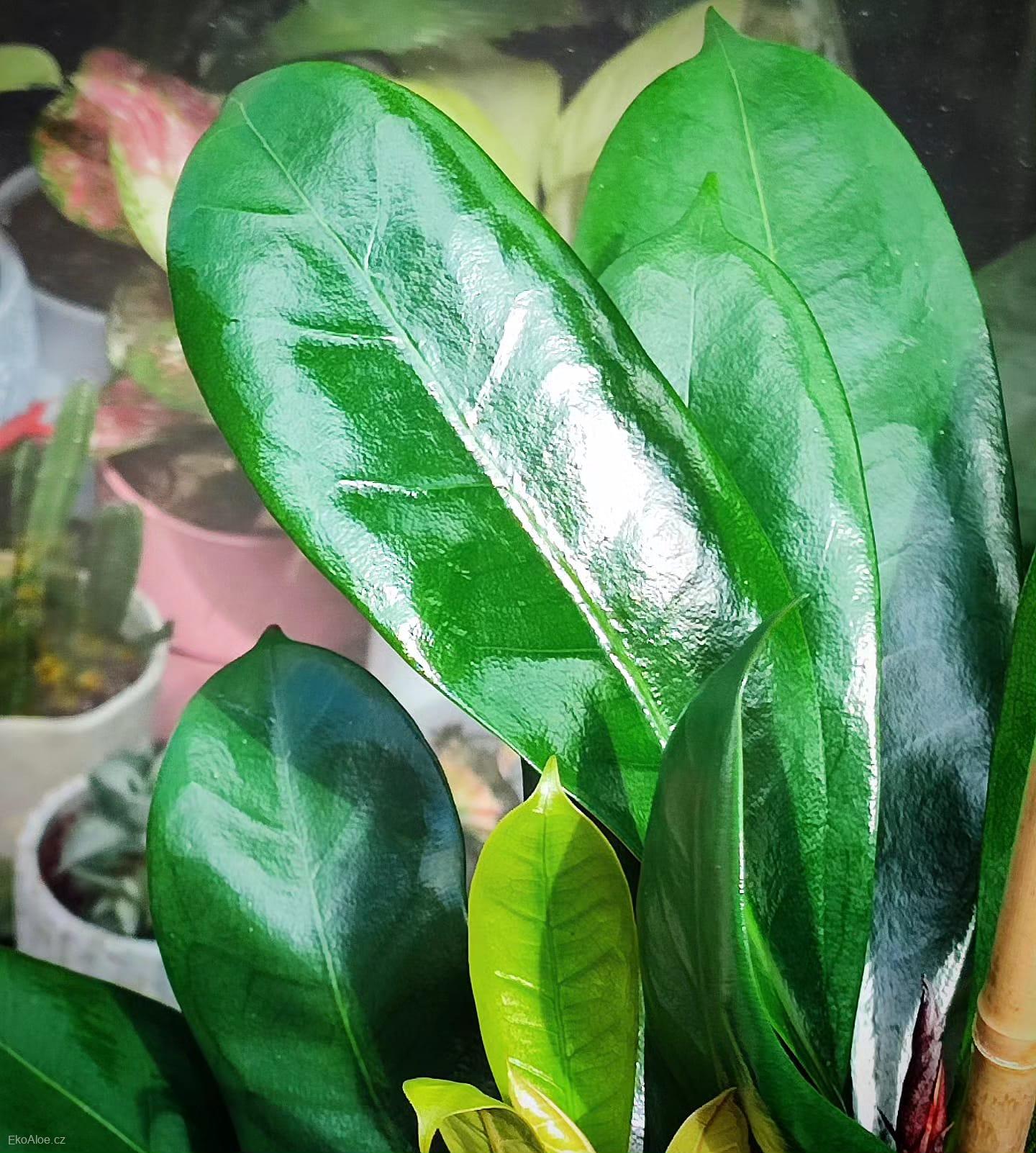 Ficus cyathistipula