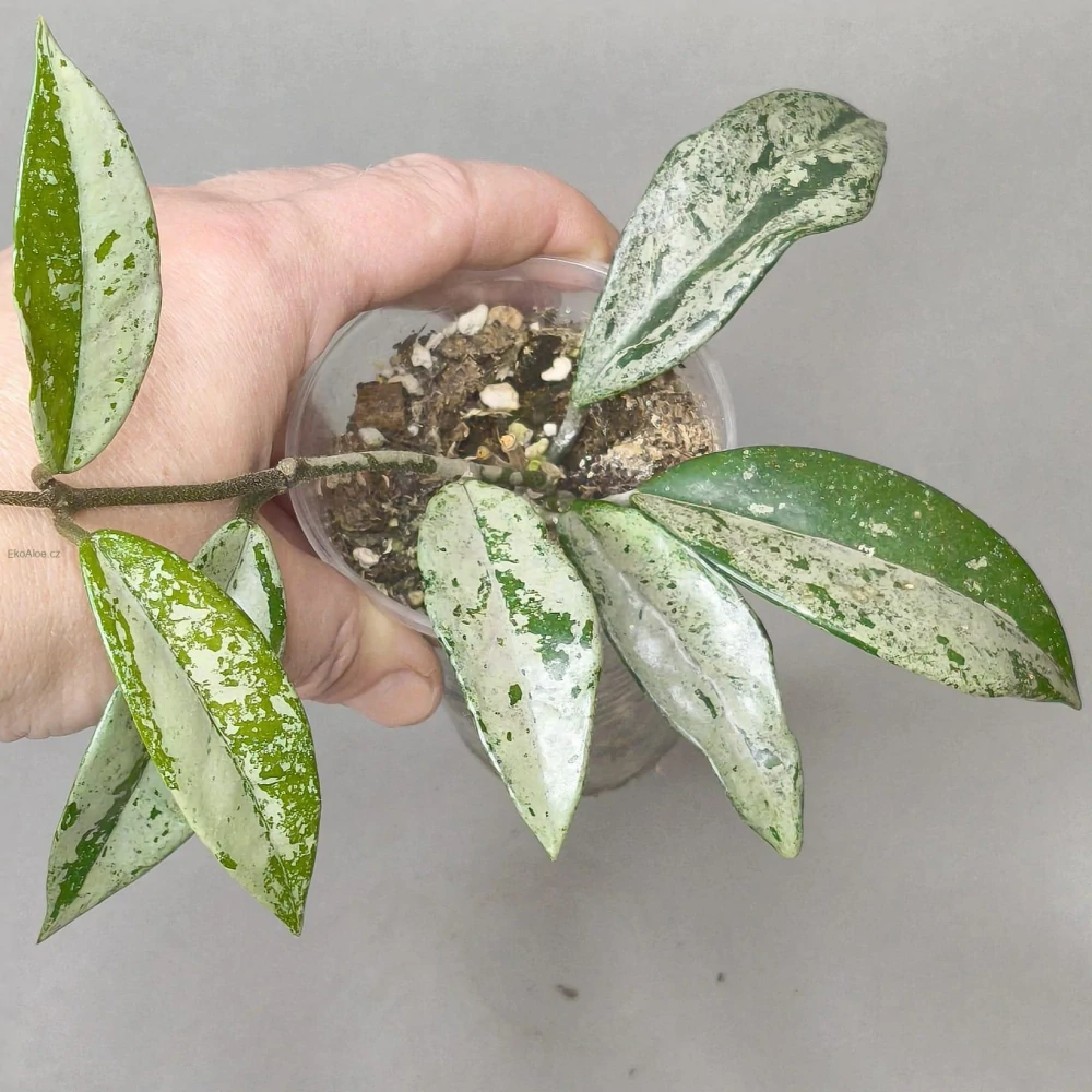 Hoya carnosa Wilbur Graves China