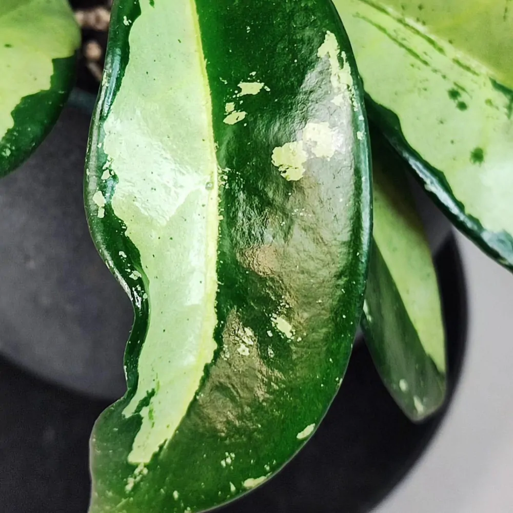 Hoya AH  074 Clone 1