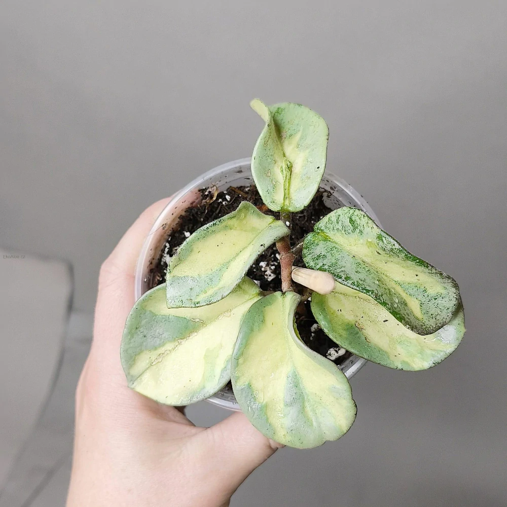 Hoya carnosa Argentea Princess