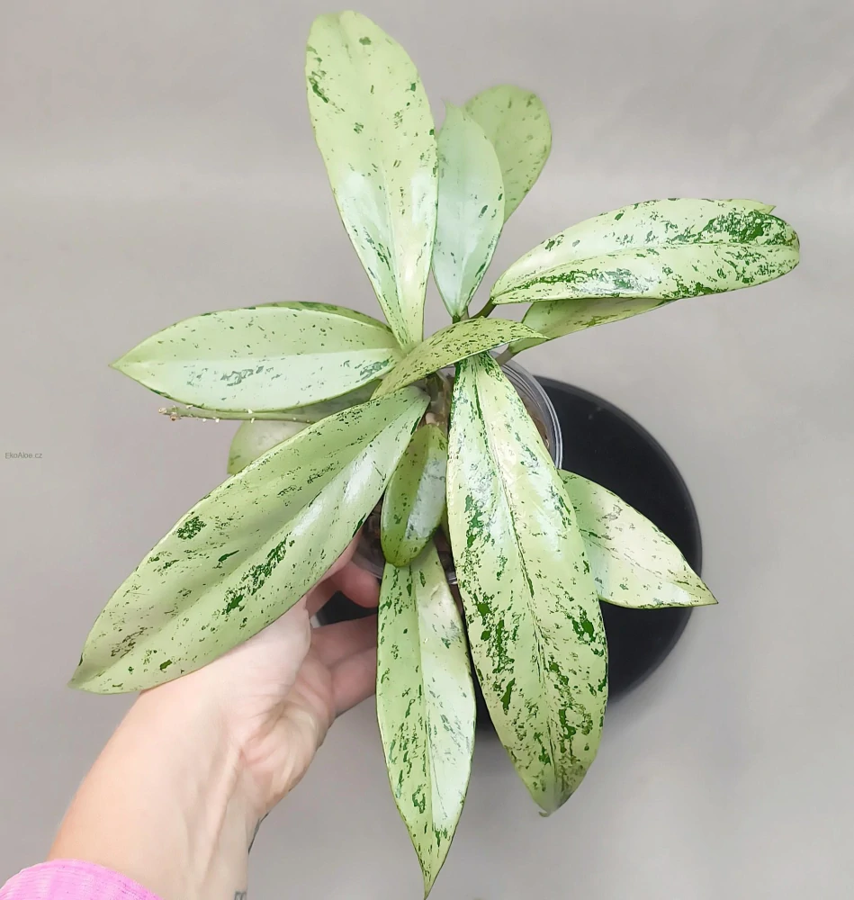 Hoya pubicalyx 'Silver Pink Ghost'