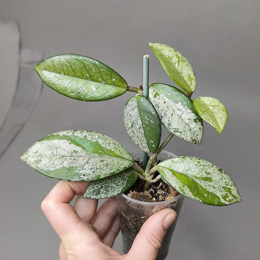 Hoya Dapple Gray