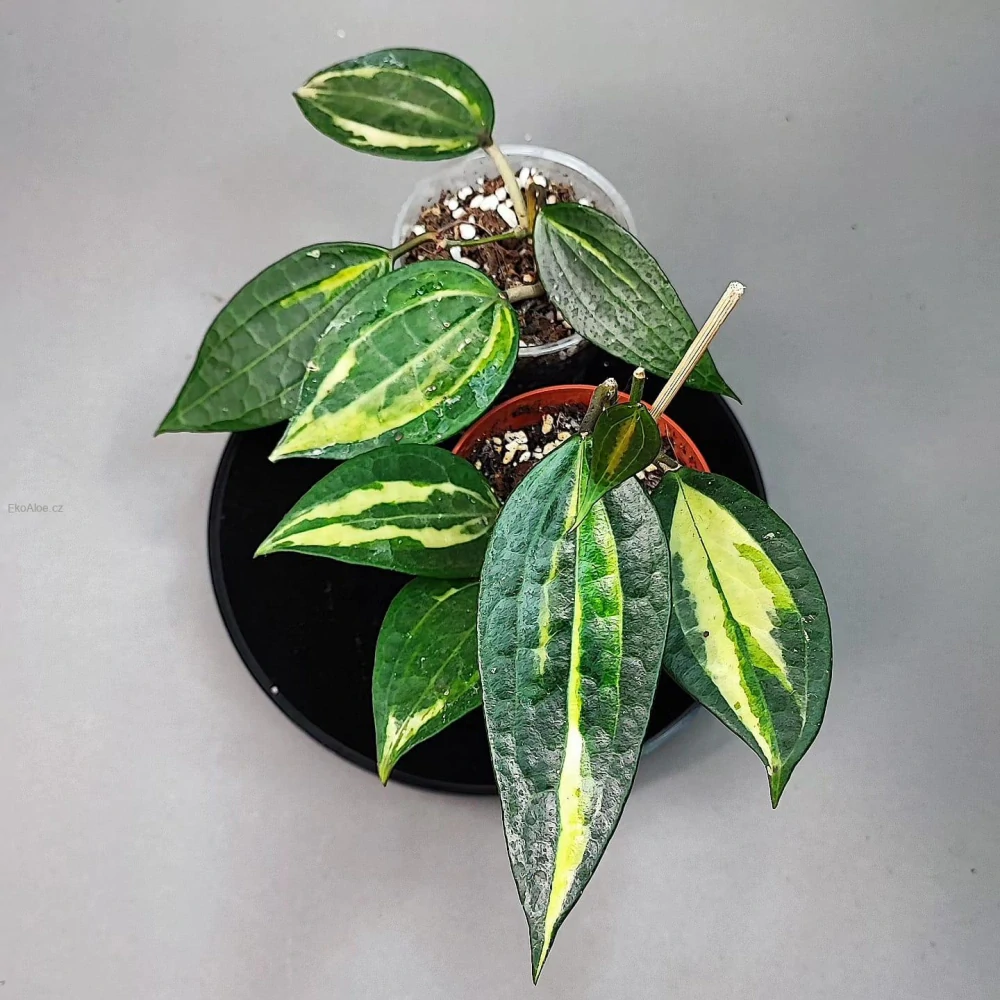 Hoya Macrophylla Pot of Gold