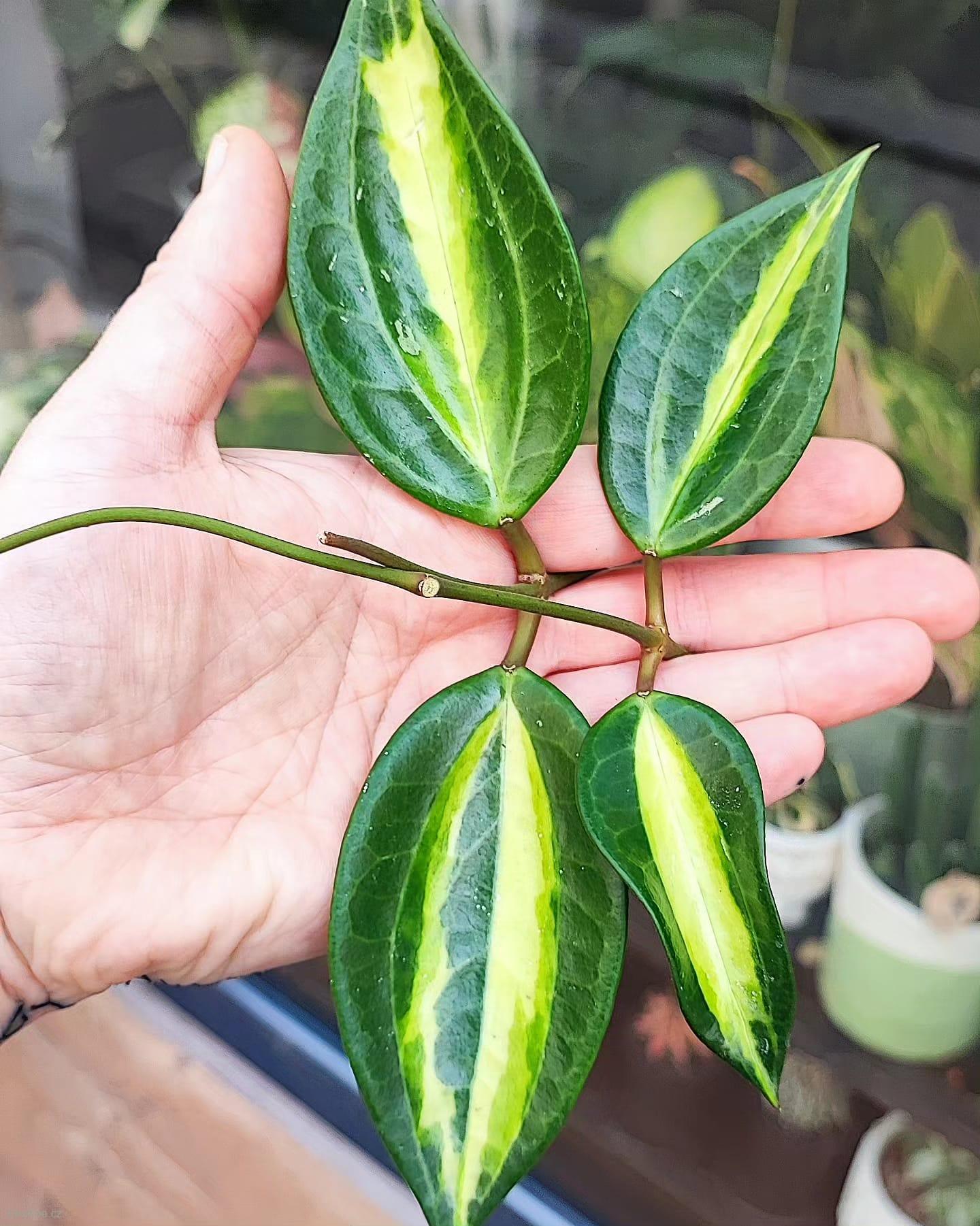 Hoya Macrophylla Pot of Gold řízek k zakořenění.