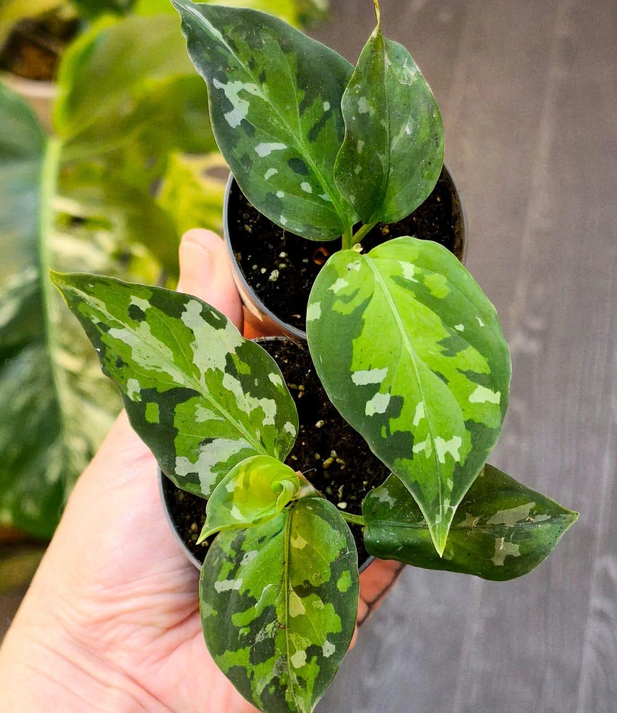 Aglaonema pictum tricolor