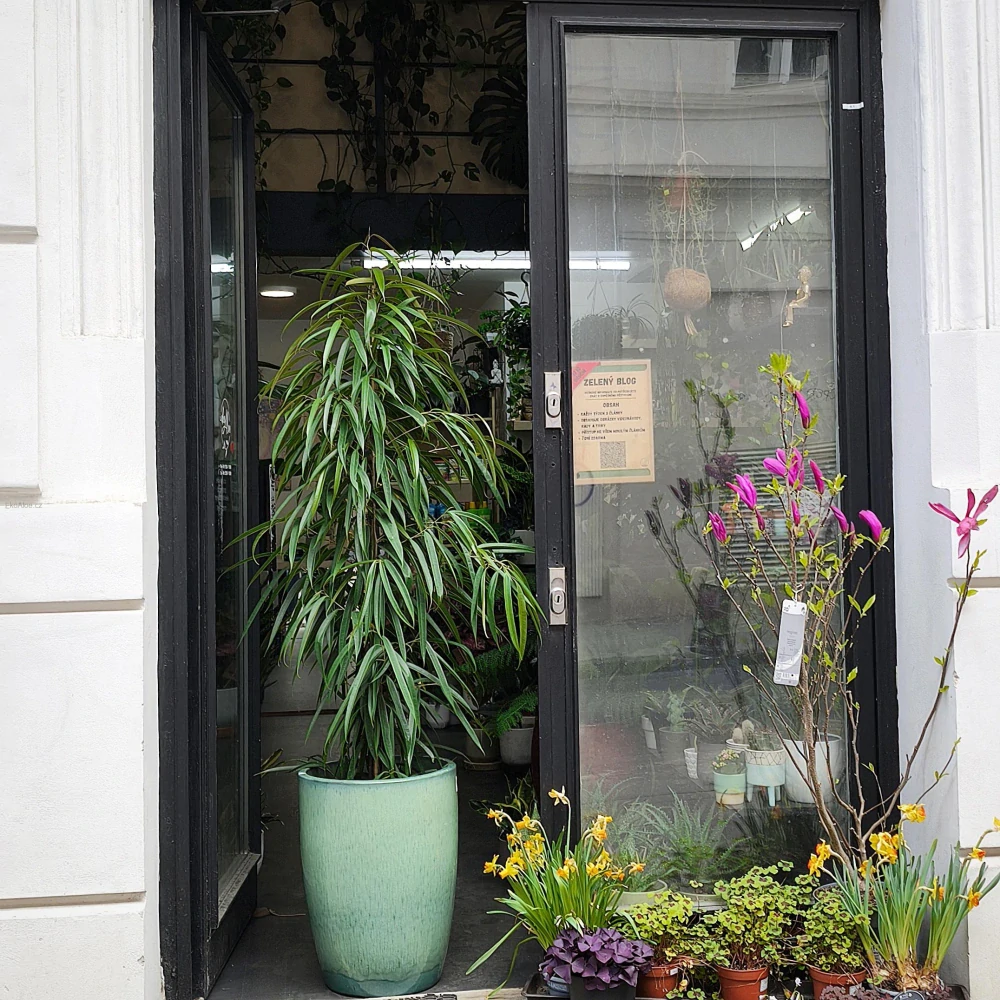 Ficus binnendijkii Alii XL
