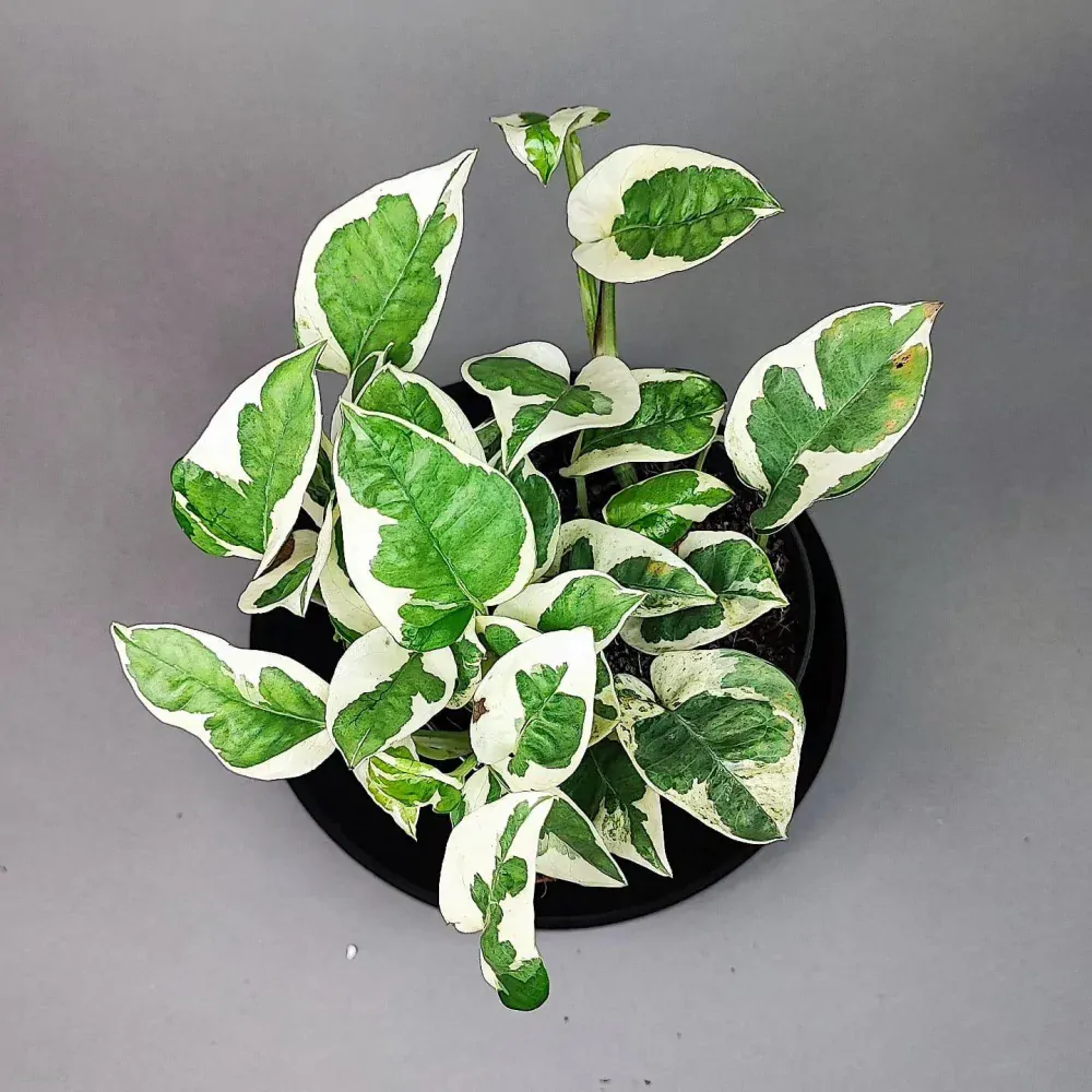 Epipremnum aureum  N Joy