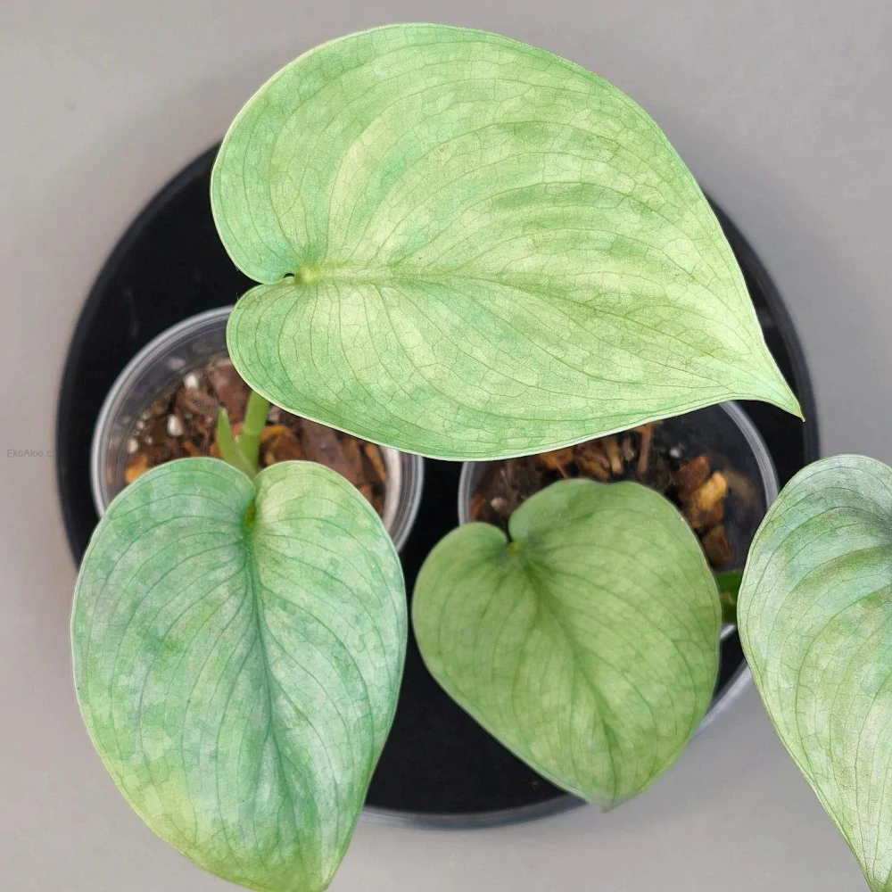 Scindapsus pictus Silver Hero