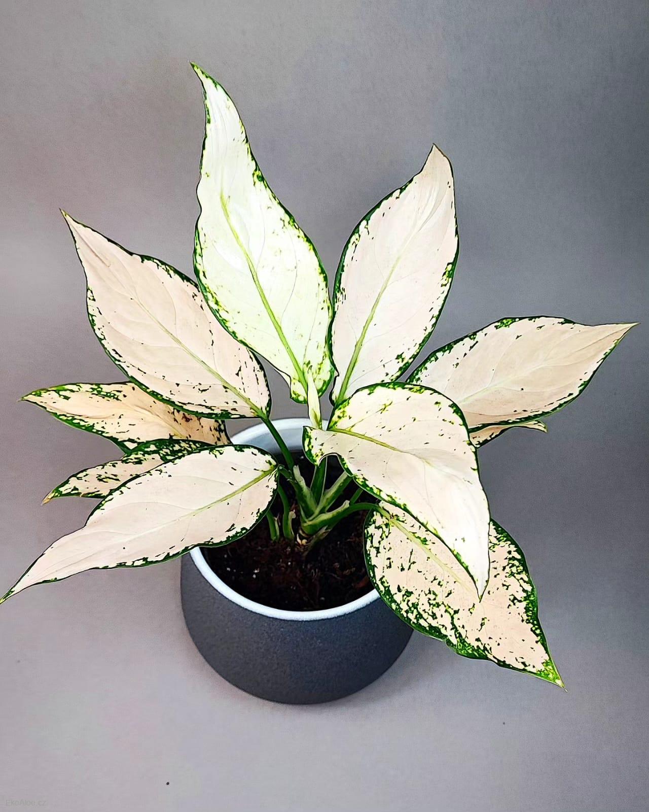 Aglaonema commutatum Vanilla Joy