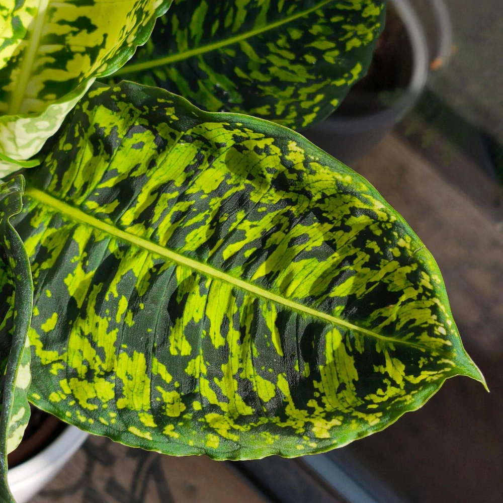 Diefenbachia Reflektor 