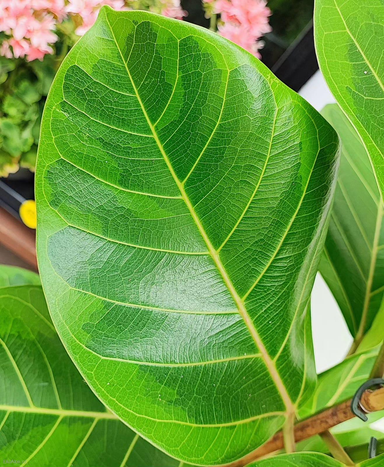 Ficus Altissima variegata XL