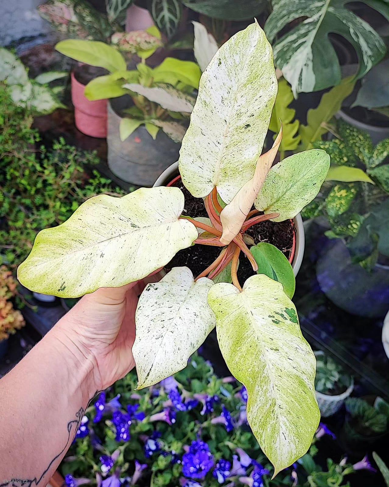 Philodendron Snowdrift