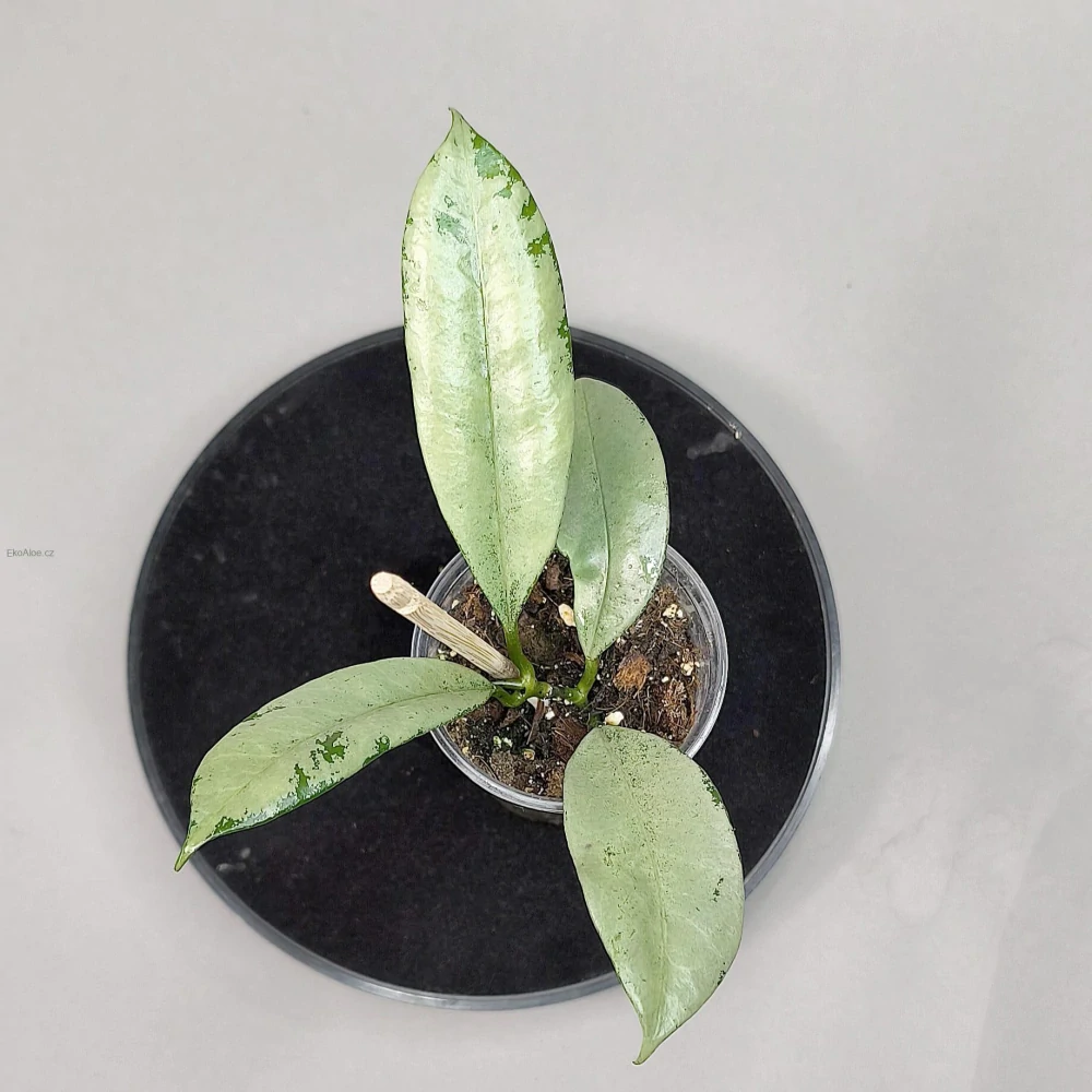 Hoya Griffithii silver