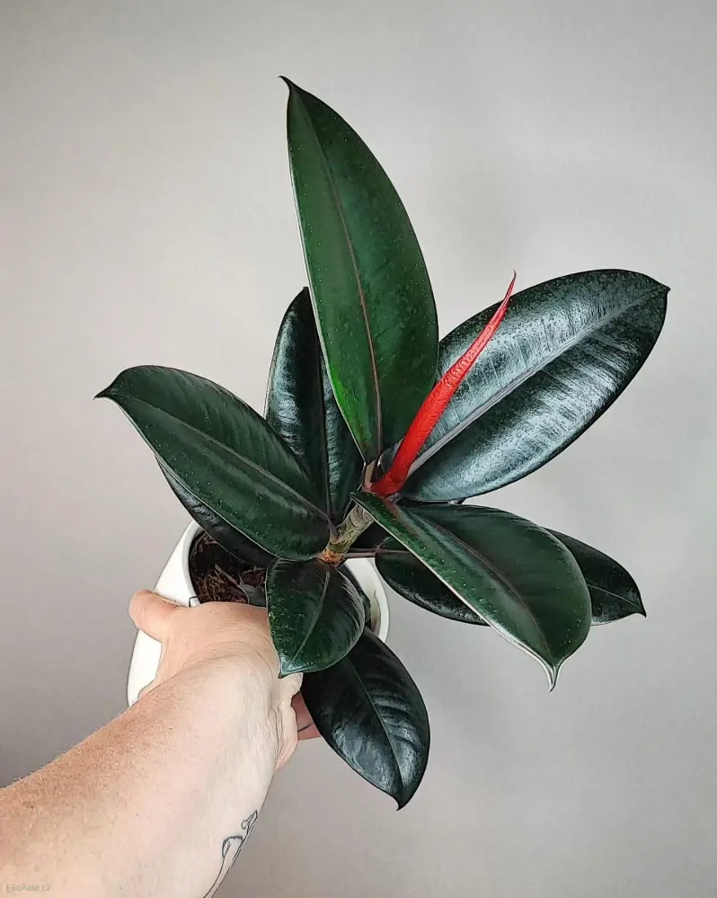 Ficus elastica Burgundy
